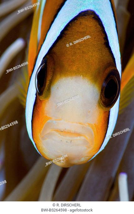 Clark's anemonefish, goldbelly, yellowtail clownfish (Amphiprion clarki, Amphiprion clarkii), hidding in sea anemone, Indonesia, Bali, Amed
