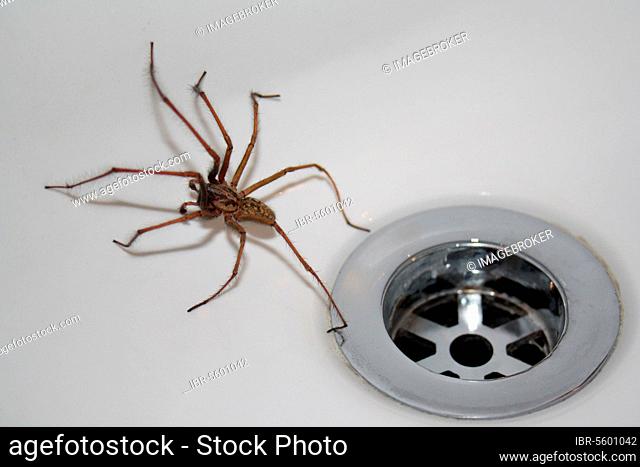 Giant House Spider (Tegenaria gigantea), adult, in bathroom sink at night, Suffolk, England, United Kingdom, Europe