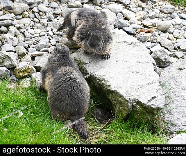 FILED - 03 May 2023, Austria, Innsbruck: Two marmots in the Alpine Zoo Innsbruck. Photo: Angelika Warmuth/dpa. - Innsbruck/Tyrol/Austria