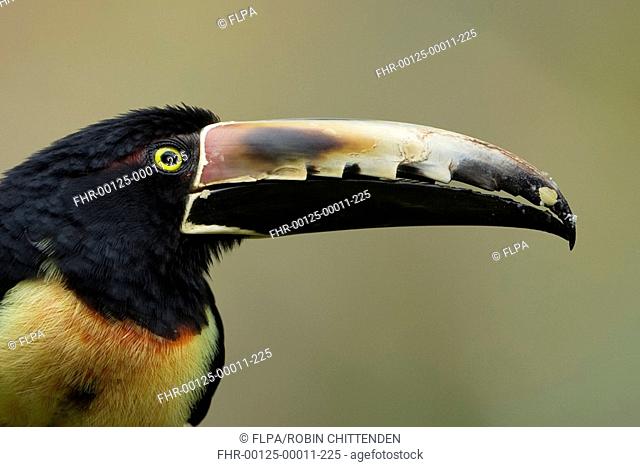 Collared Aracari Pteroglossus torquatus adult, close-up of head and beak, Costa Rica, march