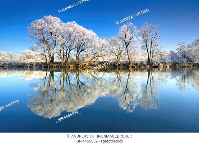 Trees with hoar frost, reflection in River Saale, in Weissenfels, Saxony-Anhalt, Germany