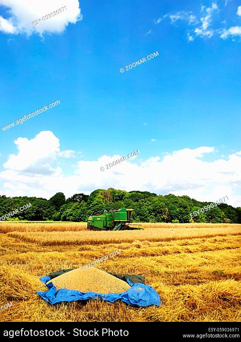 A modern combine harvester working on a wheat field, harvesting, agricultural land. The first batch of wheat lies on a tarp