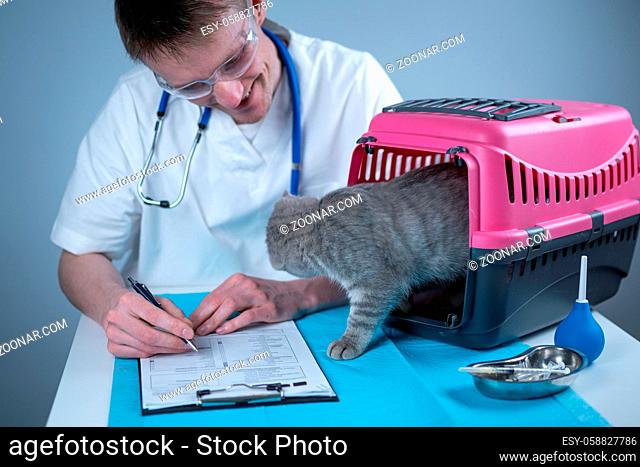 Male veterinarian takes notes on health check of gray Scottish Straight kitten in animal carrier on examination table in clinic