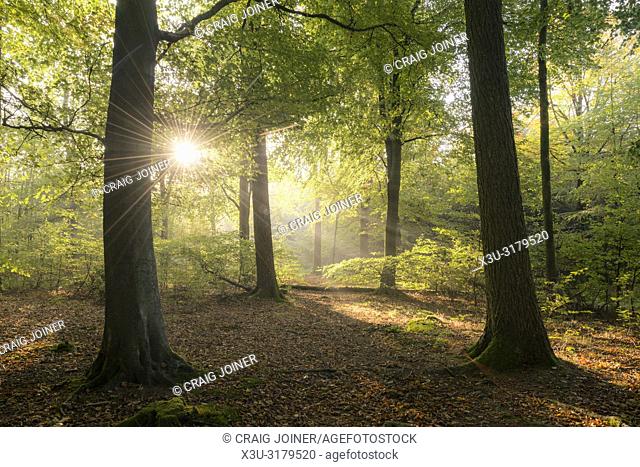 Morning mist in a beech woodland. Stockhill Wood, Mendip Hills Area of Outstanding Natural Beauty, Somerset, England