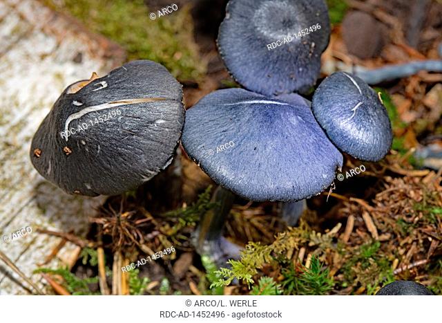 Pine Pinkgill mushroom, Entoloma nitidum