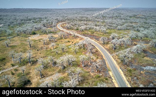 Aerial view of a road surrounded by massive baobab trees, Cabo Ledo area, Angola
