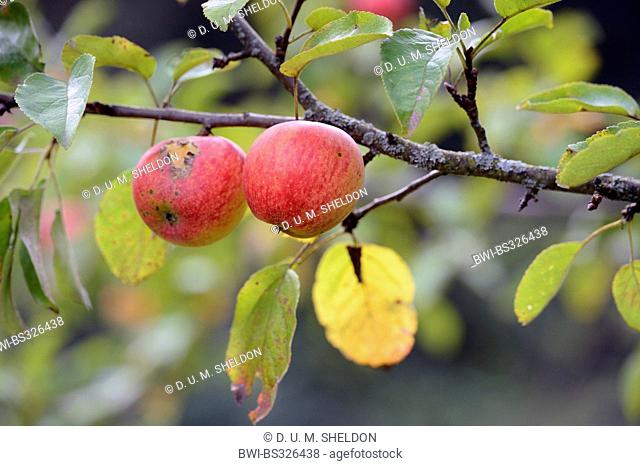 apple tree (Malus domestica), red apples on a tree, Germany