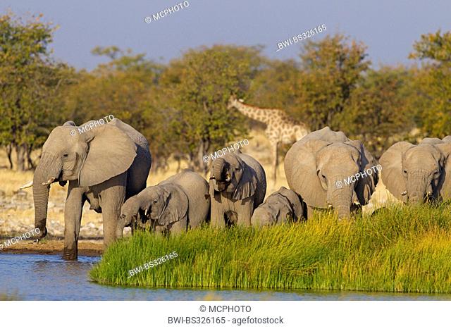 African elephant (Loxodonta africana), herd at a waterhole, Namibia, Etosha National Park, Oshikoto, Riedfontein Fountain