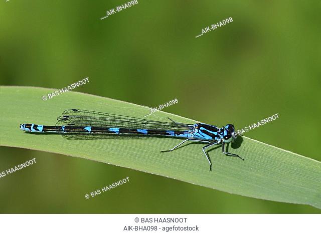 Variable bluet (Coenagrion pulchellum) perched on a green leaf