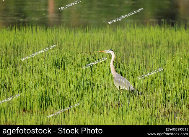 A large great blue heron wades in water among the tall grass near Harrison, Idaho