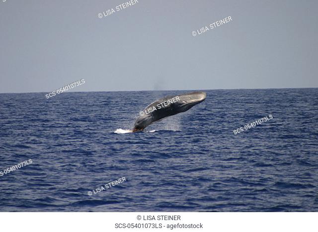 Sperm Whale Physeter macrocephalus breaching with defecation Azores RR