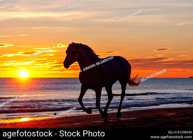 Gray mare (Lipizzan x Pure Spanish Horse) galloping on a beach at sunset. Camargue. France