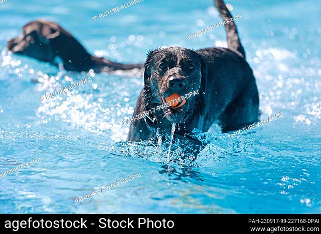 17 September 2023, Saxony-Anhalt, Magdeburg: Two dogs play in the water at the Carl Miller pool. The association Pfotenfreunde Deutschland e. V