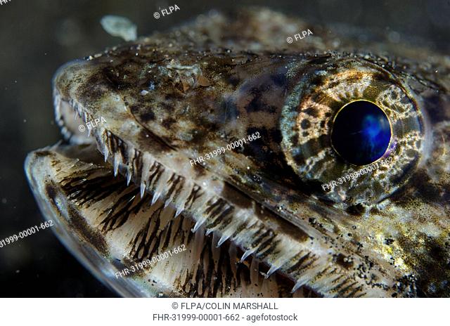 Slender Lizardfish (Saurida gracilis) adult, close-up of head, Lembeh Straits, Sulawesi, Sunda Islands, Indonesia, January