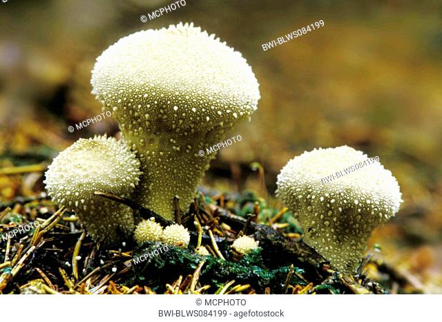 common puffball Lycoperdon perlatum, fruiting bodies