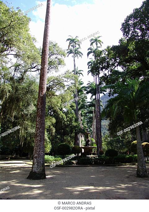 rio de janeiro rj natural trees planted in a bothanical park
