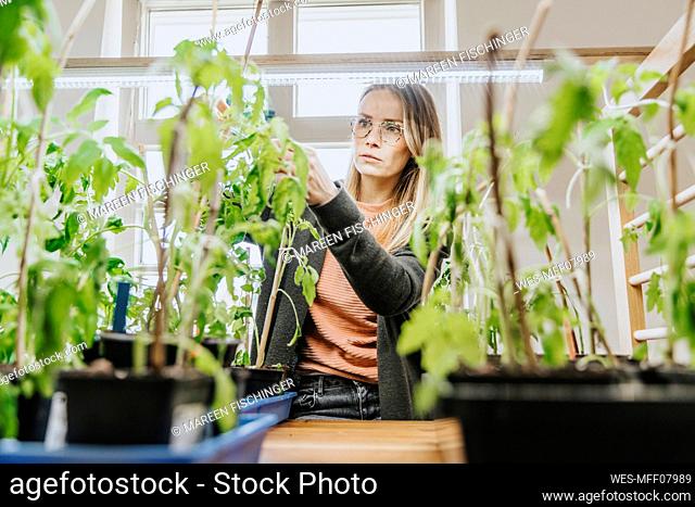 Woman examining tomato plants under light at home