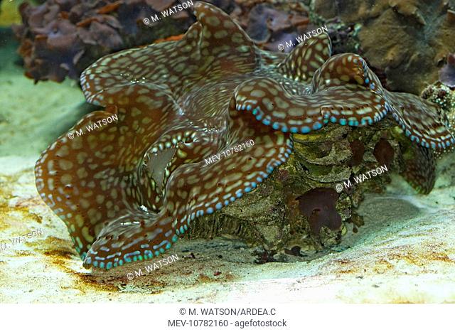 Fluted Giant clam / Squamosa Clam / Scaled Clam (Tridacna squamosa)