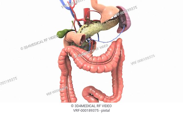 Animation depicting a zoom into the abdominal organs. The surrounding organs then fade down to reveal the sectioned pancreas