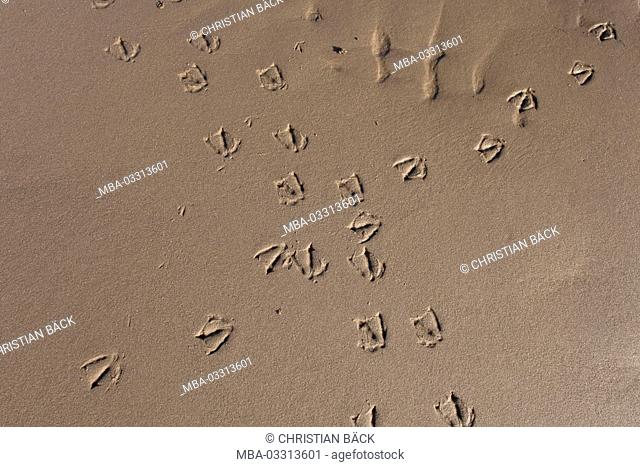 Gull tracks in Sand on the beach of list, island Sylt, Schleswig - Holstein, Germany