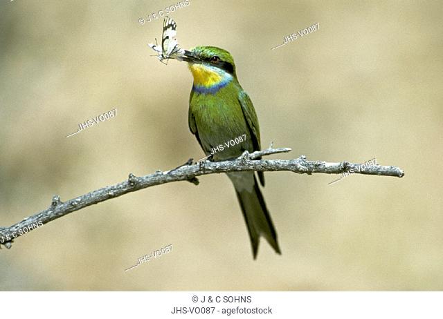 Swallowtailed Bee Eater , Merops hirundineus , Kalahari , Kgalagadi National Park , South Africa , Africa , adult with prey