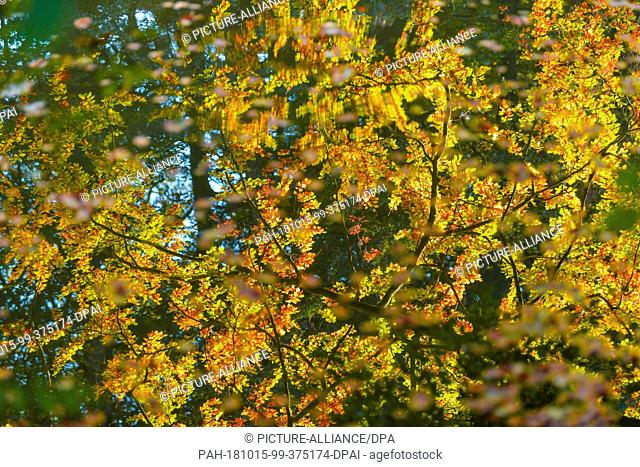 14 October 2018, Brandenburg, Siehdichum: Colourful autumn trees are reflected in the water of the Kleiner Schinkensee in the Schlaubetal Nature Park