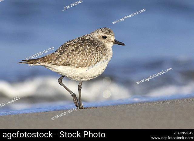 Grey Plover (Pluvialis squatarola), side view of an individual standing on the shore, Campania, Italy