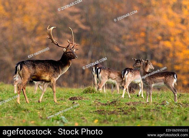 Bunch of fallow deer, dama dama, observing on glade in autumn. Group of mammals standing on field with orange forest in background