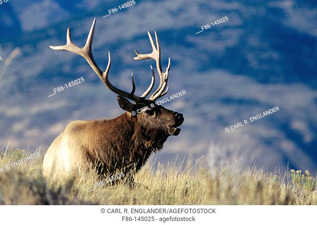 Adult male or bull Elk sitting in meadow at sunset bugling, Cervus elaphus, Yellowstone National Park, Wyoming, USA
