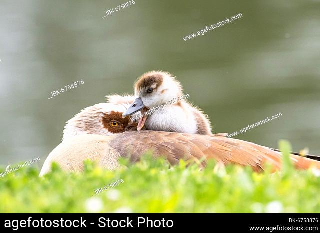 Egyptian goose (Alopochen aegyptiacus), adult bird with chicks, Hesse, Germany, Europe