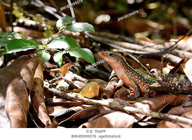 Western girdled lizard, Western Girdled Lizard (Zonosaurus laticaudatus), on fallen leaves on forest floor, Madagascar, Nosy Be, Lokobe Reserva