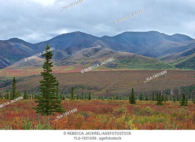 Denali National Park, Alaska shows off its fall colors