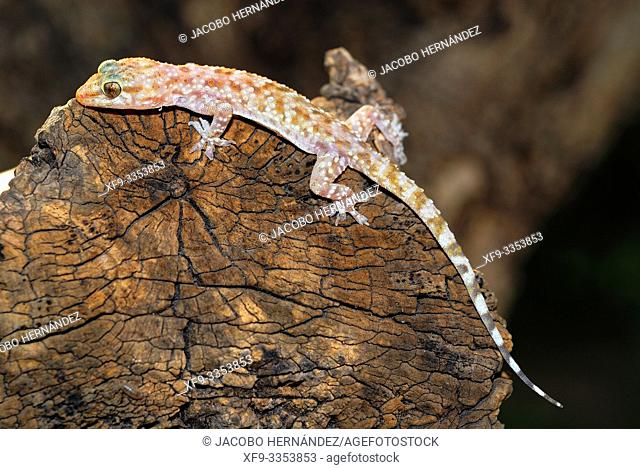 Turkish Gecko. Hemidactylus turcicus. Basdajoz. Extremadura. Spain