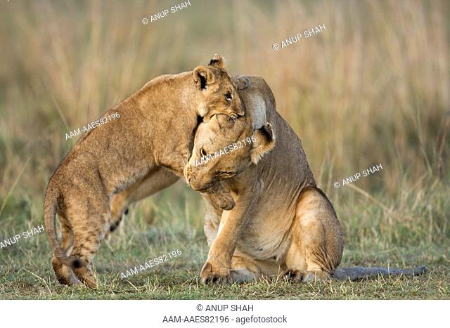 Lioness playing with cub aged 12-18 months (Panthera leo). Maasai Mara National Reserve, Kenya. Aug 2008