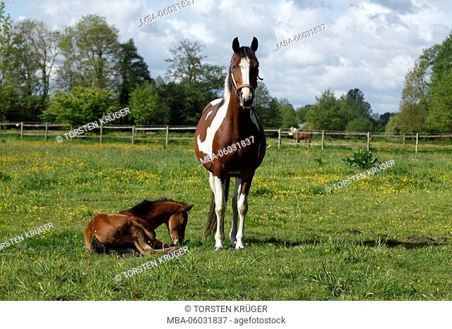 Germany, Lower Saxony, horse with foal on meadow