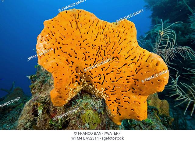 Orange Elephant Ear Sponge, Agelas clathrodes, Santa Lucia, Caribbean Sea, Cuba
