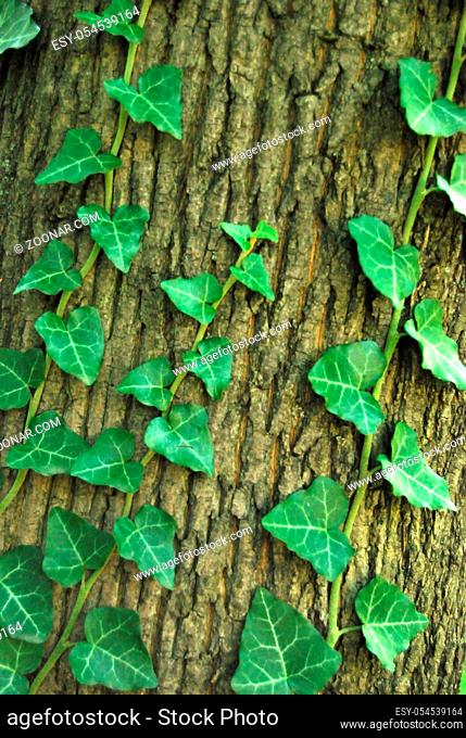 a close view of hedera ivy climbing on a tree