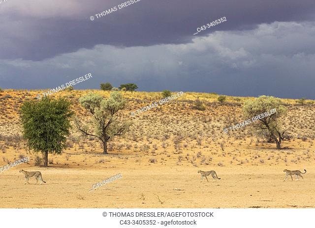 Cheetah (Acinonyx jubatus). Female walking in front of her two subadult male cubs in the dry and barren Auob riverbed. Behind them a thunderstorm
