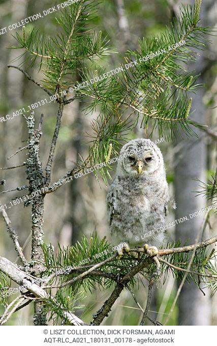 Ural Owl, Strix uralensis