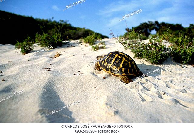 Hermann's Tortoise (Testudo hermanni). Majorca, Balearic Islands. Spain
