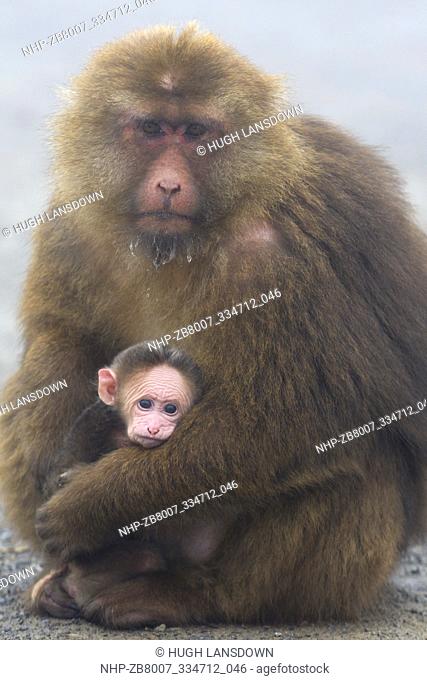 Tibetan Macaque (Macaca thibetana) Mother and baby in the mist of Mount Emeishan, Sichuan Province, China