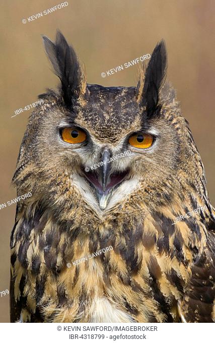 Rock Eagle Owl or Indian Eagle Owl (Bubo bengalensis), with open beak, captive, United Kingdom