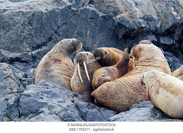 Norway, Svalbard , Walrus Odobenus rosmarus resting in rock colony