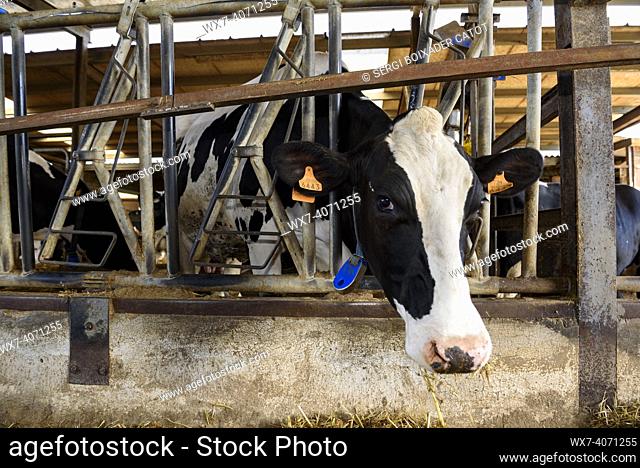 Dairy cow farm in the Soler de N'Hug livestock farmhouse, during a visit, in Prats de Lluçanès (Osona, Barcelona, Catalonia, Spain)