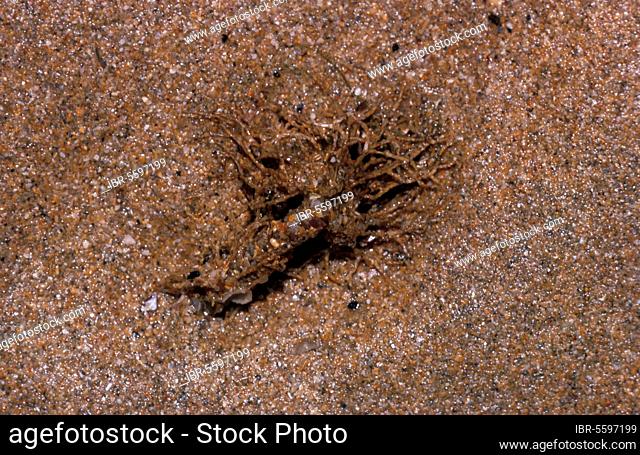 Sand mason worm (Lanice conchilega), Tree tube worm, Tube worm, Tube worms, Animals, Other animals, Worms, Sand Mason Worm Frilled top of a tube protroding f