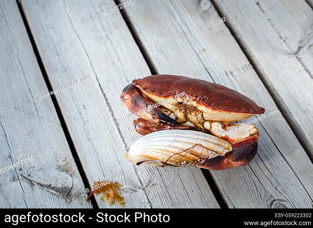 alive crab standing on wooden floor and holding fresh scallop in claw. outdoor shot in norway. copy space