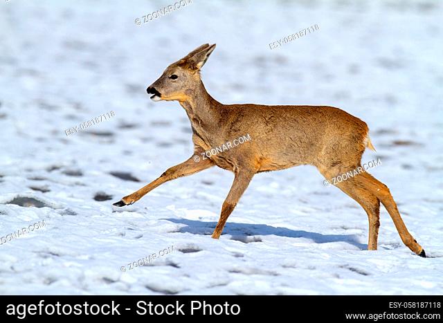 Roe deer, capreolus capreolus, doe running on meadow in wintertime nature. Wild female mammal sprinting on snowy field. Brown herbivore animal in movement on...