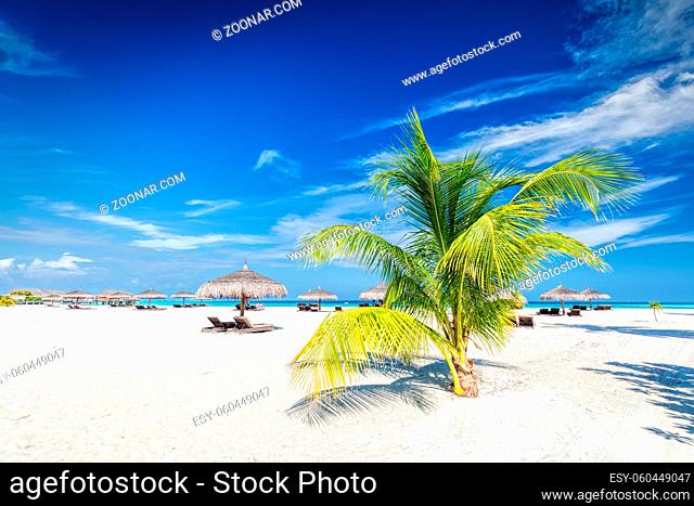 Beach with coconut palms and deckchairs on a small island resort in Maldives, Indian Ocean. Holidays destination