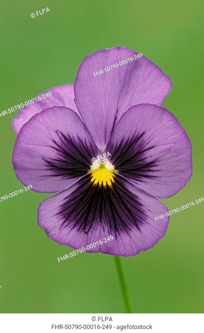 Pansy - Viola cornuta Close-up of single mauve flower - Germany S