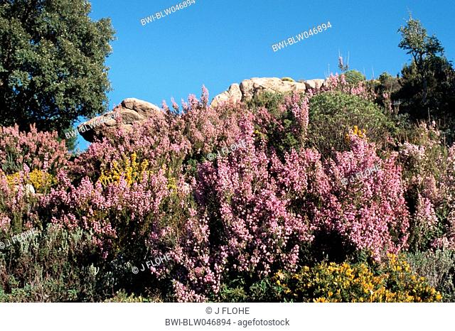 Spanish heath Erica australis, blooming shrubs, Spain, Andalusia